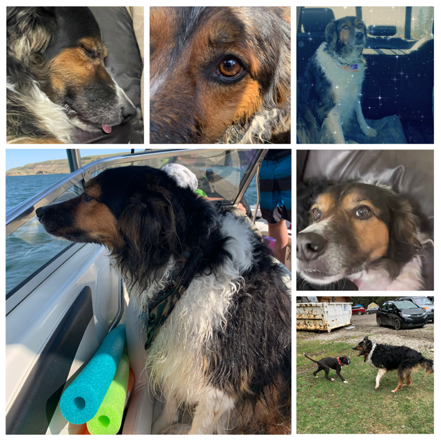 Buddy, KAT AUtomotive Shop Dog, Border Collie,#rainboy Bridgew