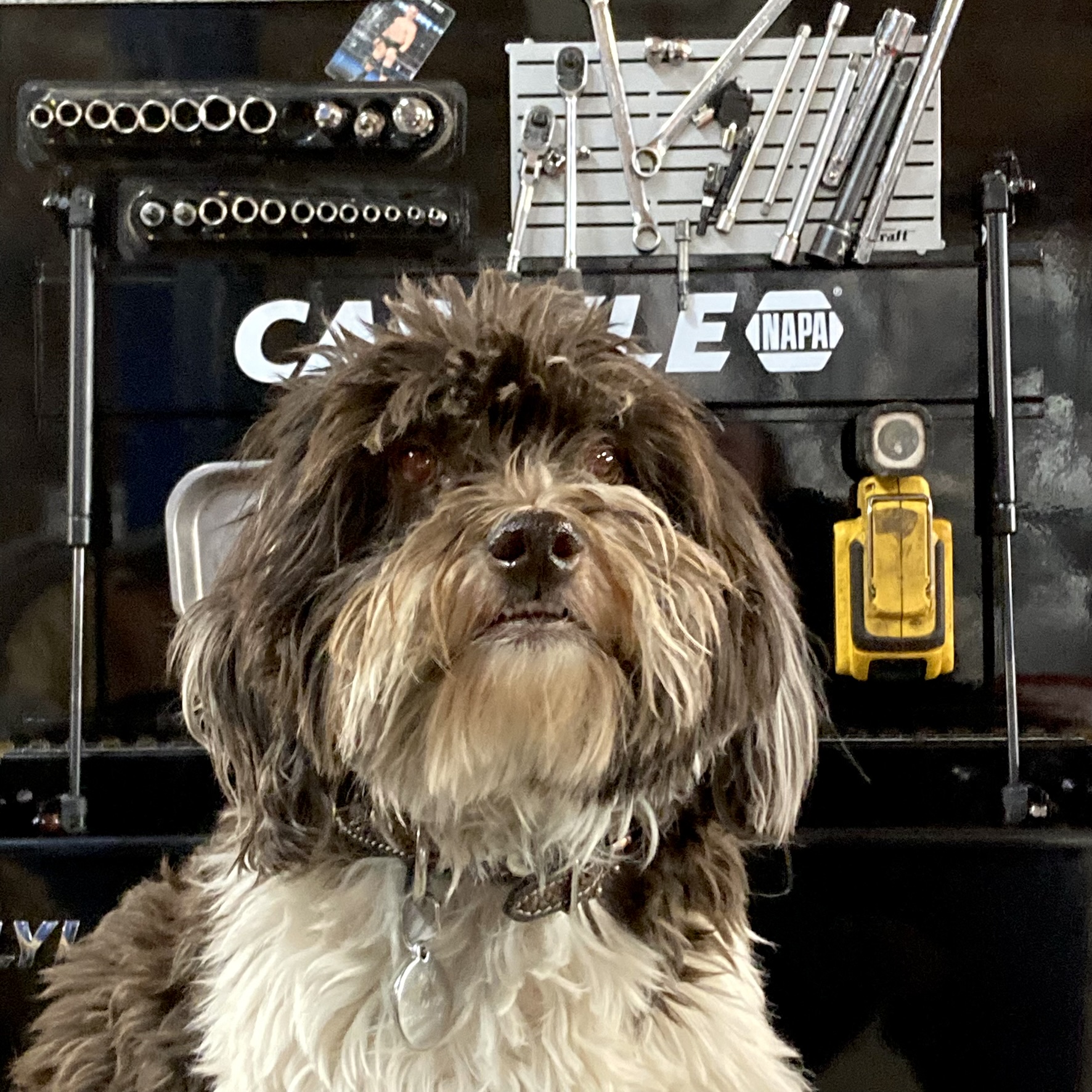 Joy Dog, Mechanic, KAT Automotive