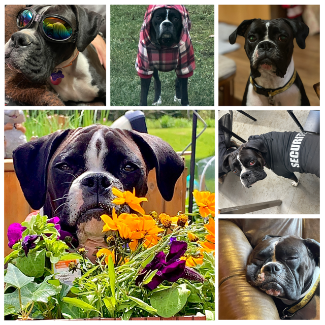 Ripley, Sealed Brindle Boxer, Dog, Guard Dog Pet